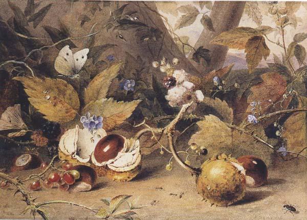 Elizabeth Byrne Still-life with horse chestnuts and insects (mk47)